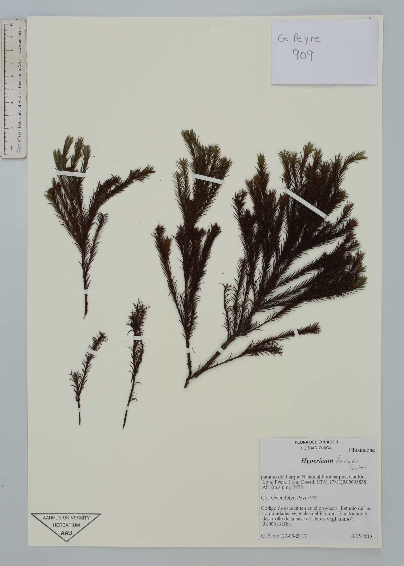 Hypericum lancioides image