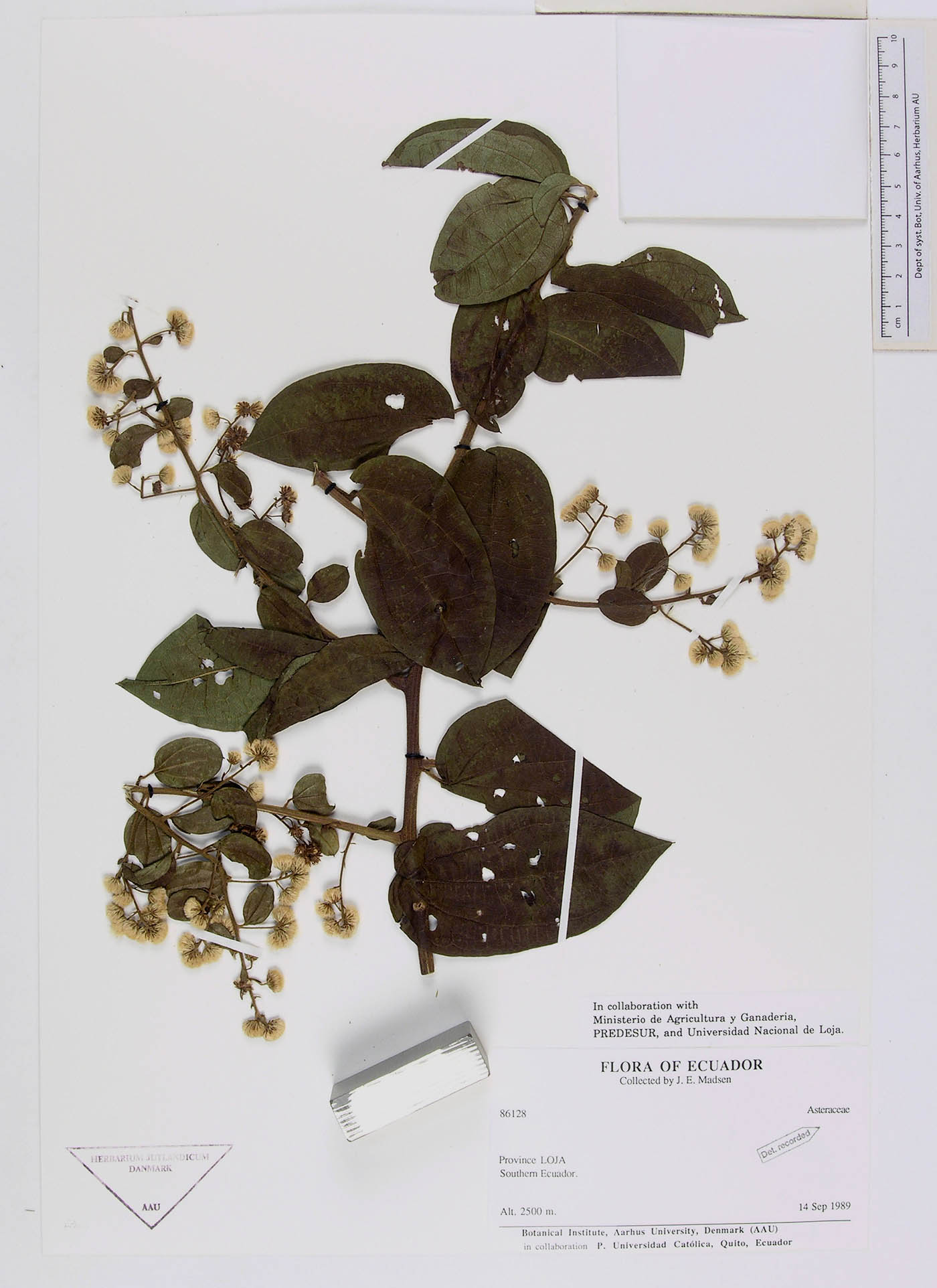 Baccharis decussata image