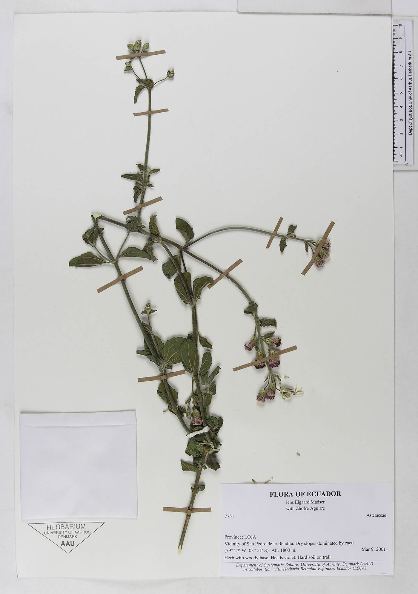 Chromolaena serratuloides image