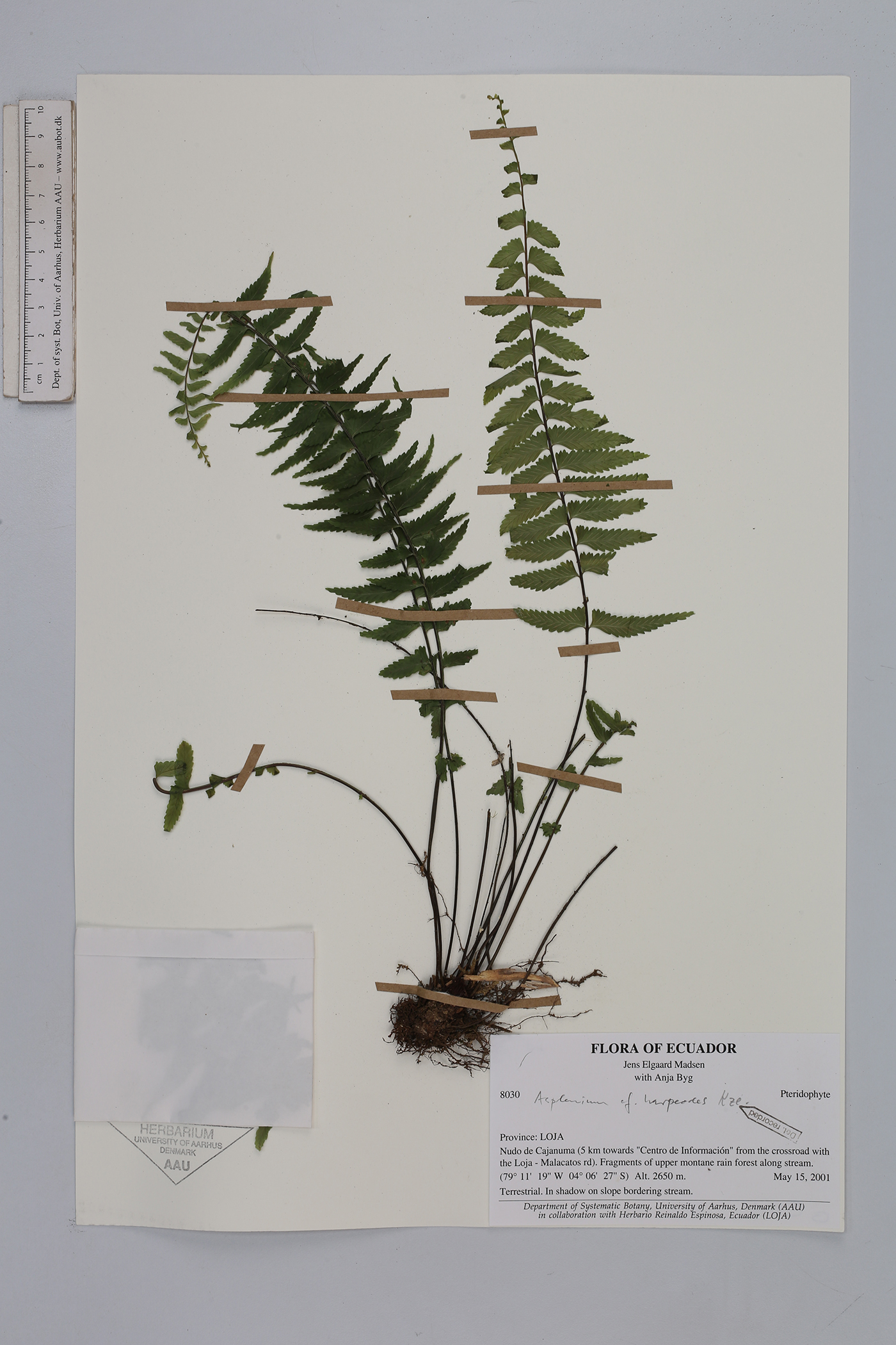 Asplenium harpeodes image