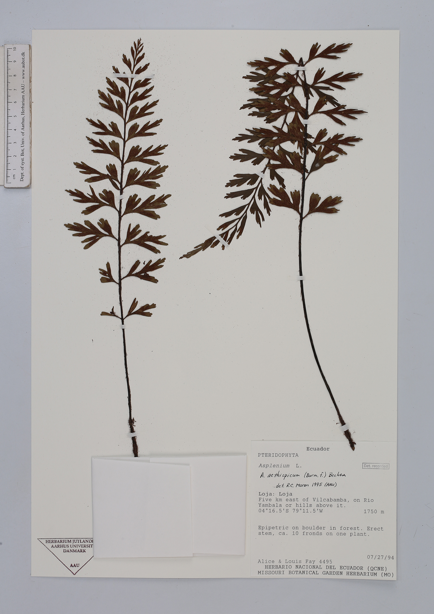 Asplenium aethiopicum image