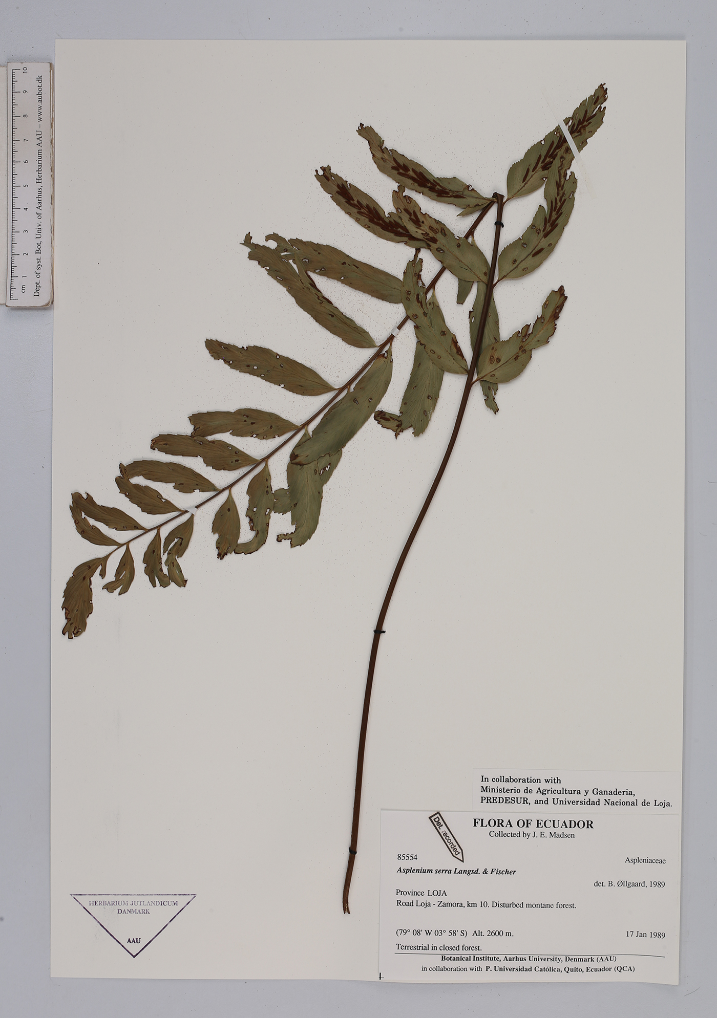 Asplenium serra image