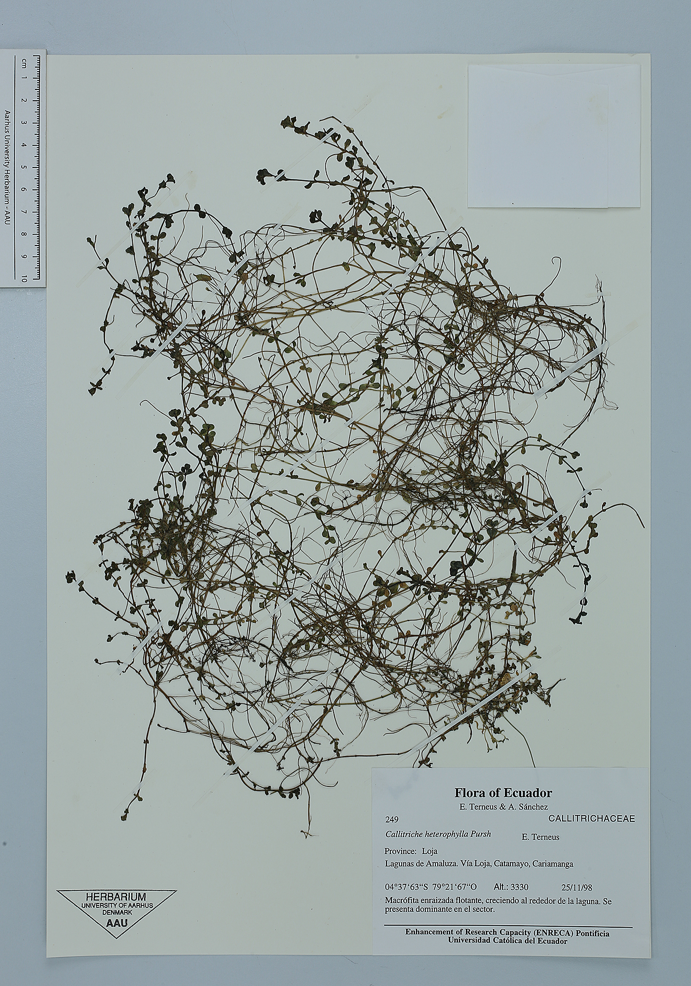 Callitriche heterophylla image