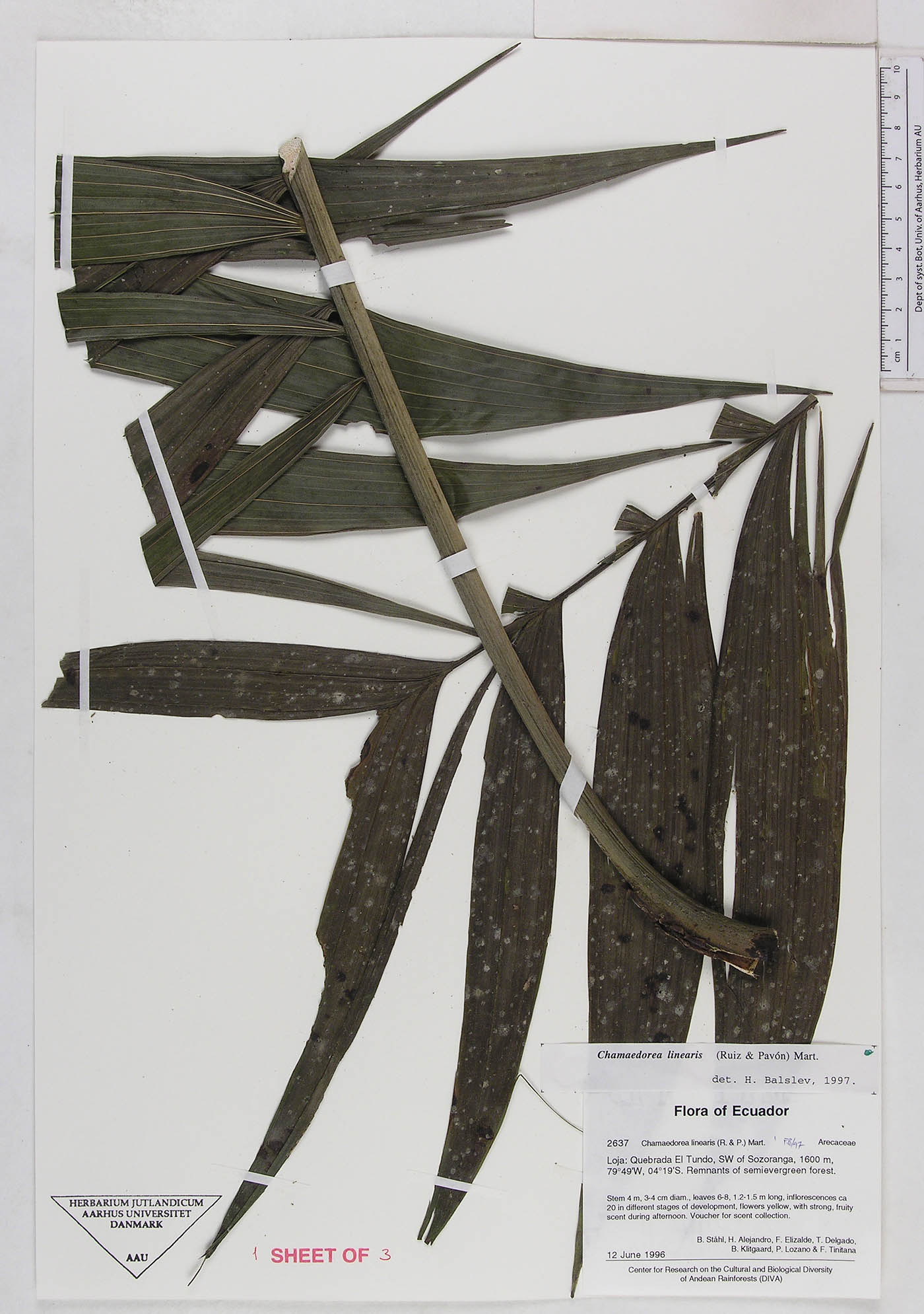 Chamaedorea linearis image