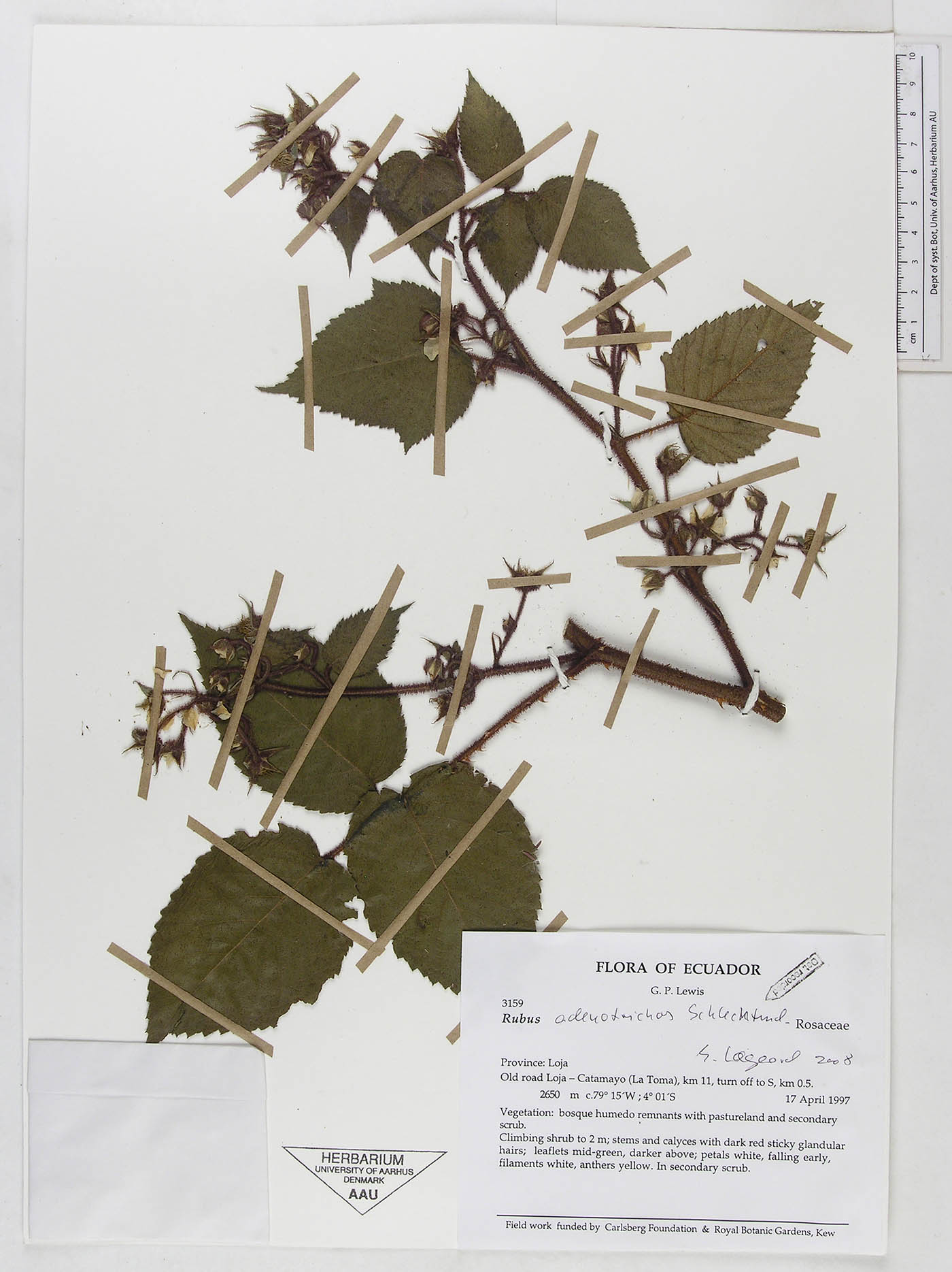 Rubus adenotrichos image