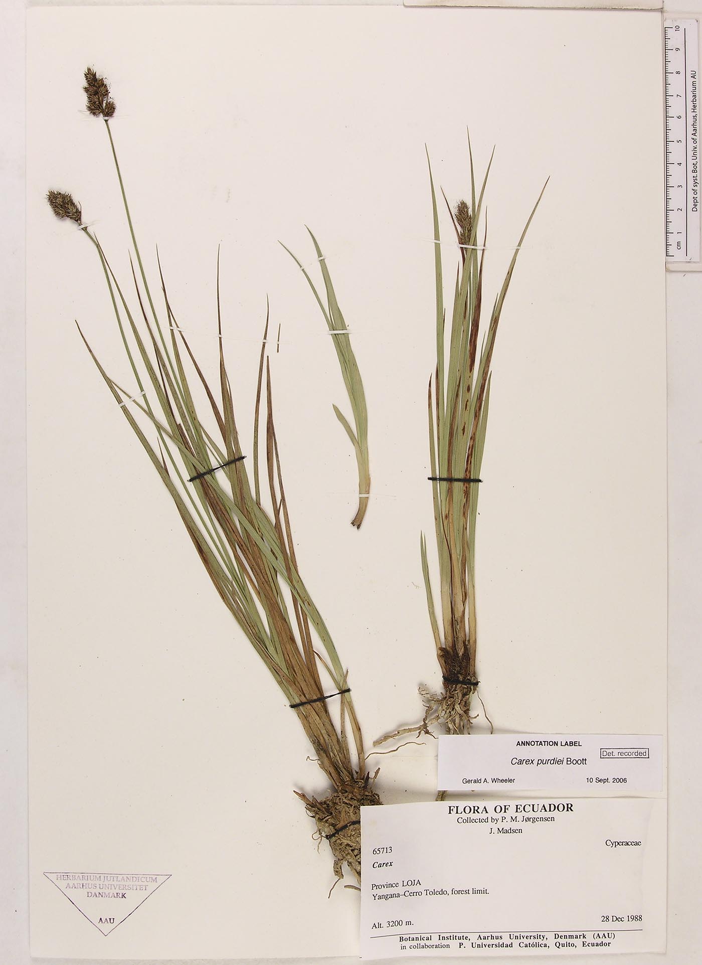 Carex purdiei image