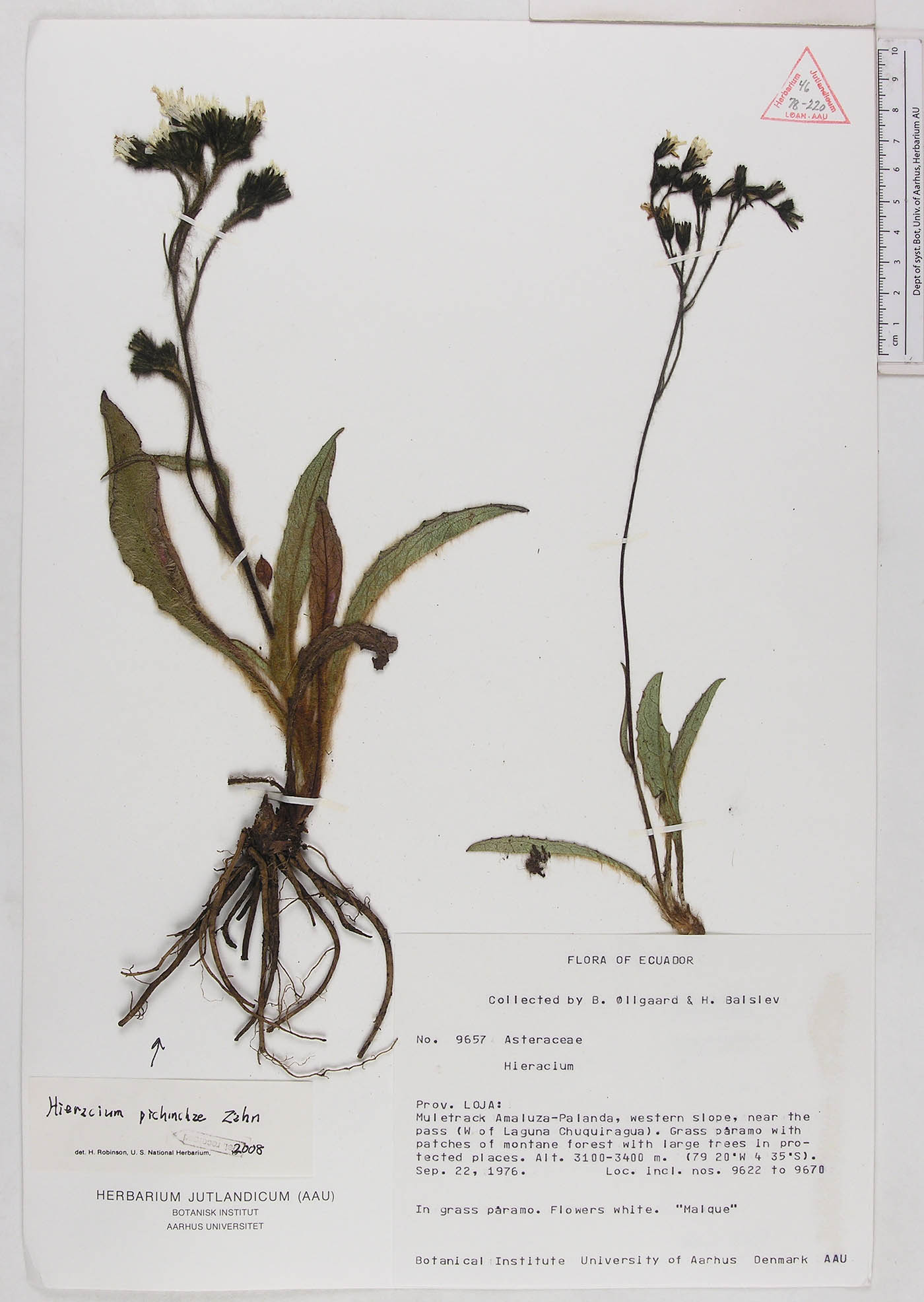 Hieracium pichinchae image