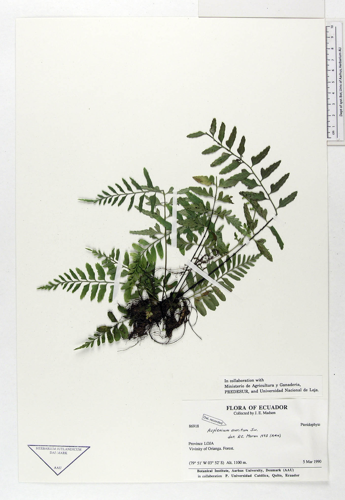 Asplenium auritum image