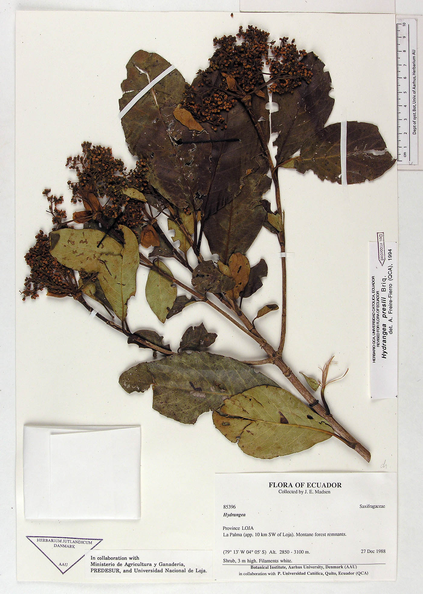 Hydrangea diplostemona image