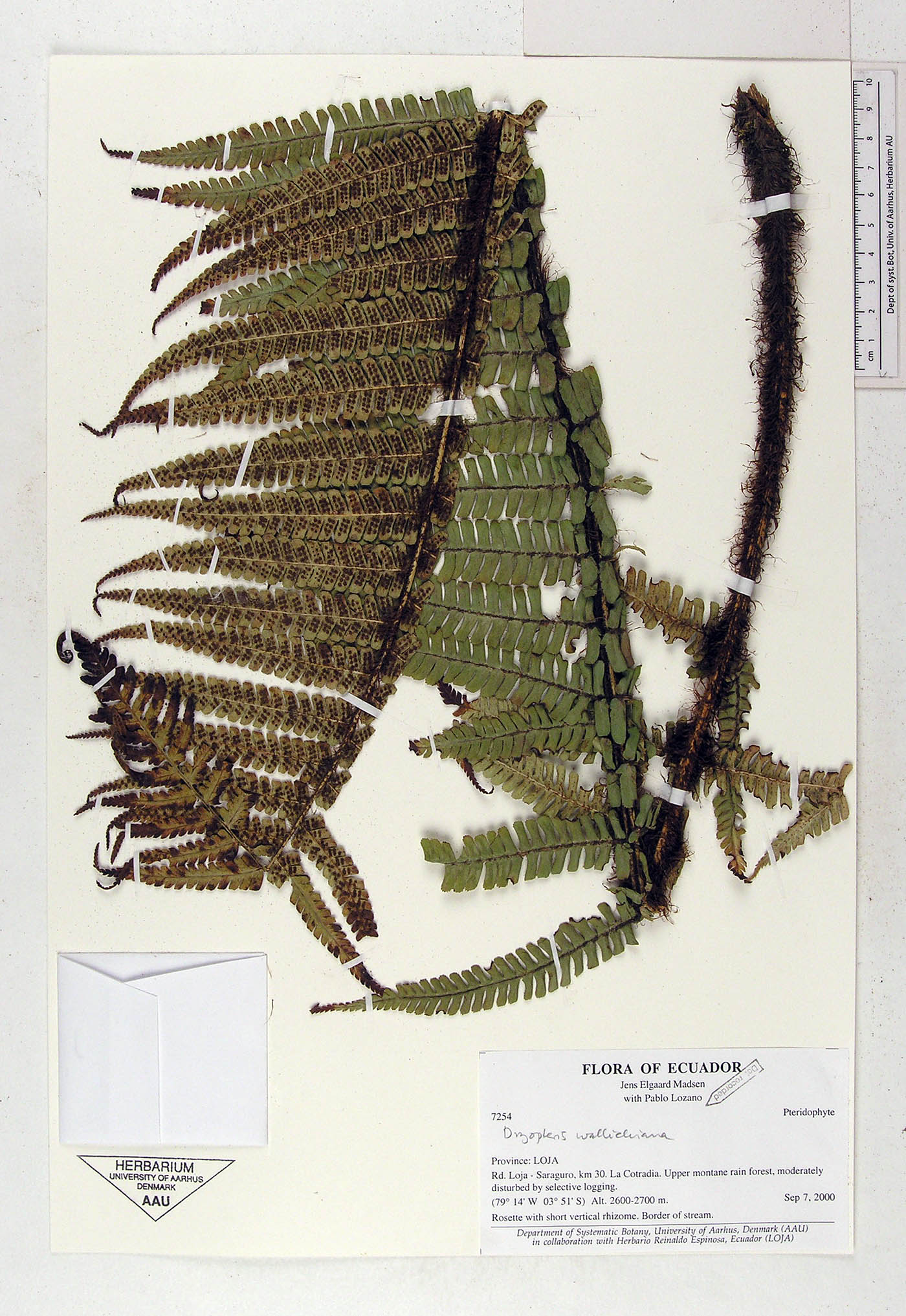 Dryopteris image