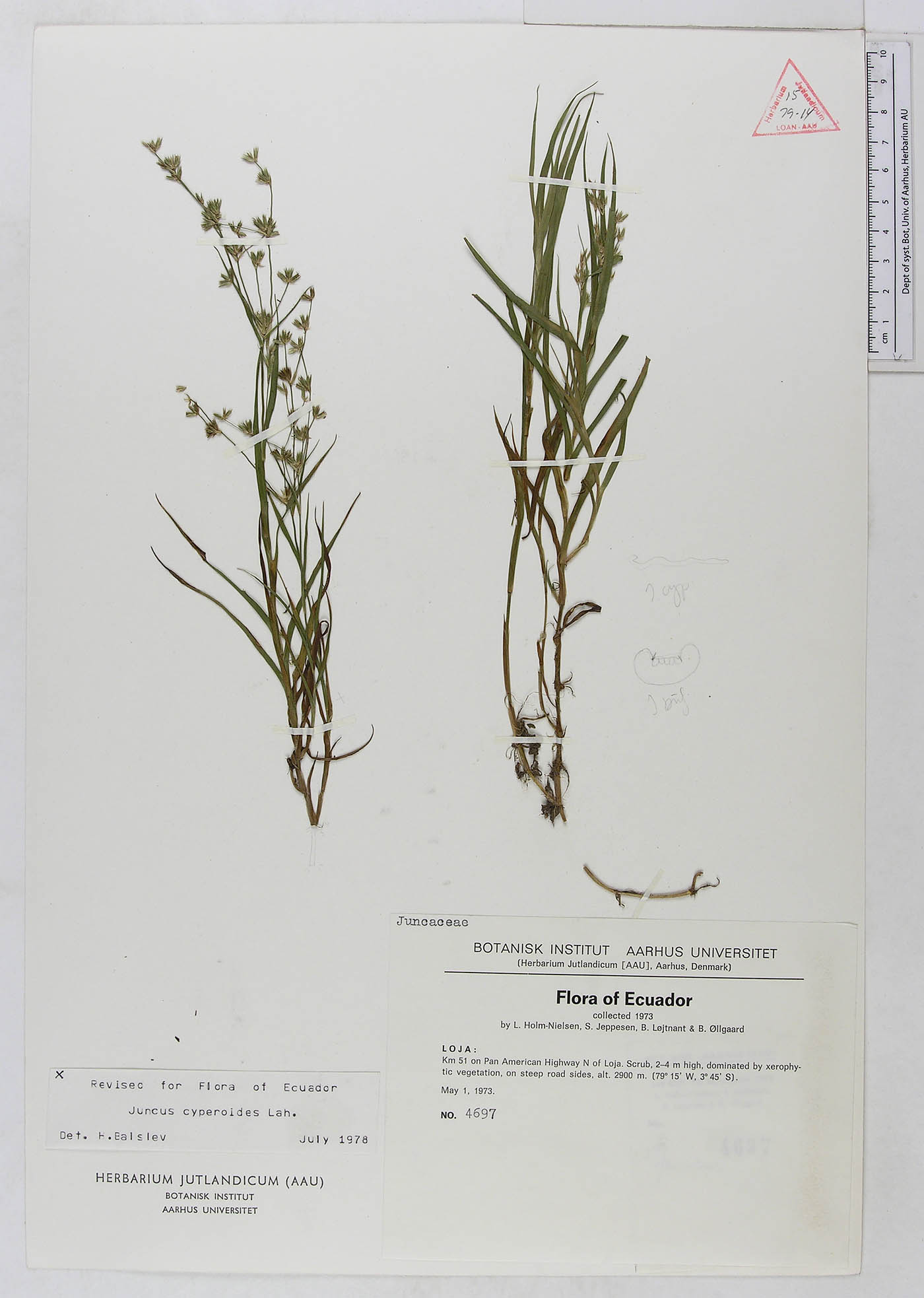 Juncus cyperoides image