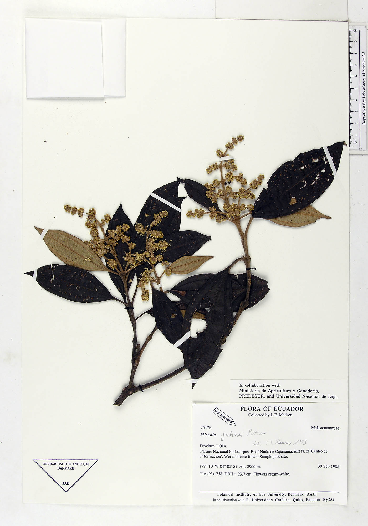 Miconia jahnii image