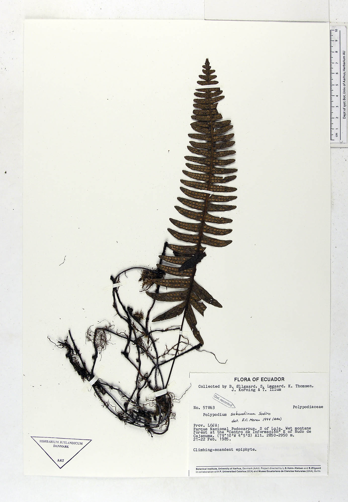 Serpocaulon subandinum image