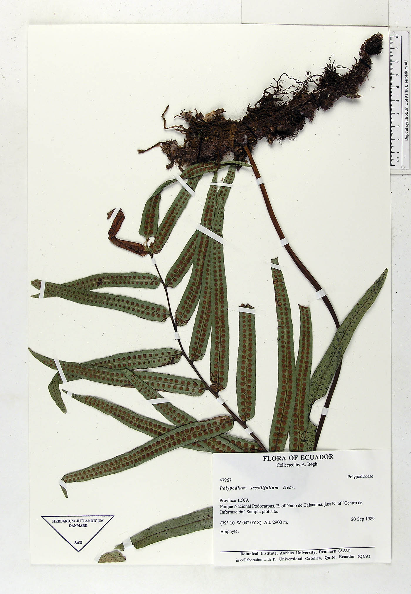 Serpocaulon image