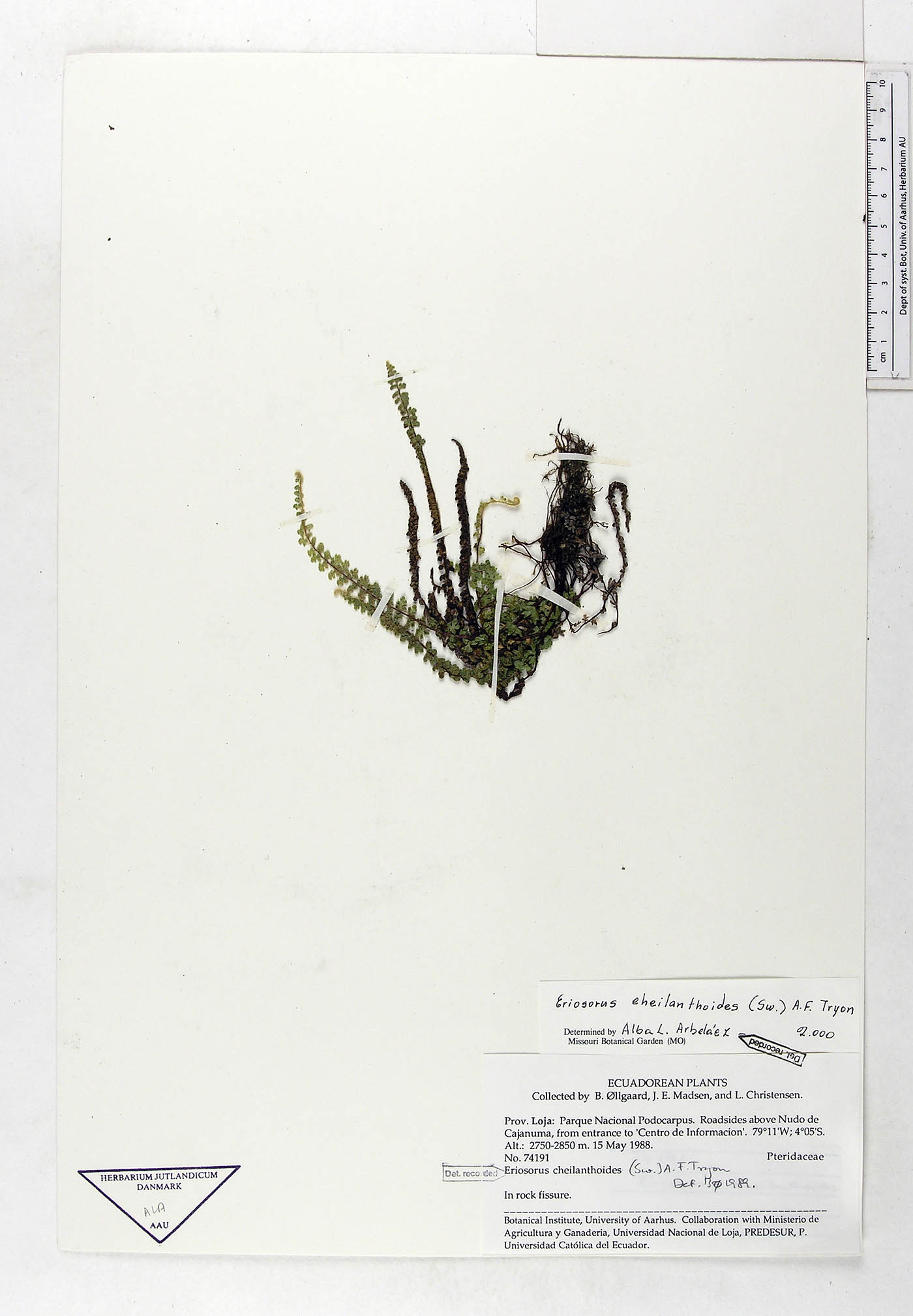 Jamesonia cheilanthoides image