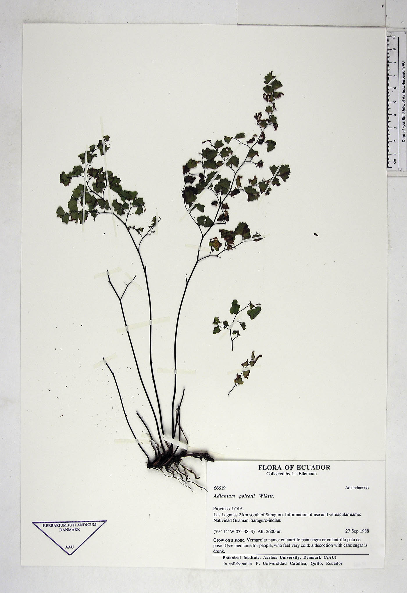 Adiantum image