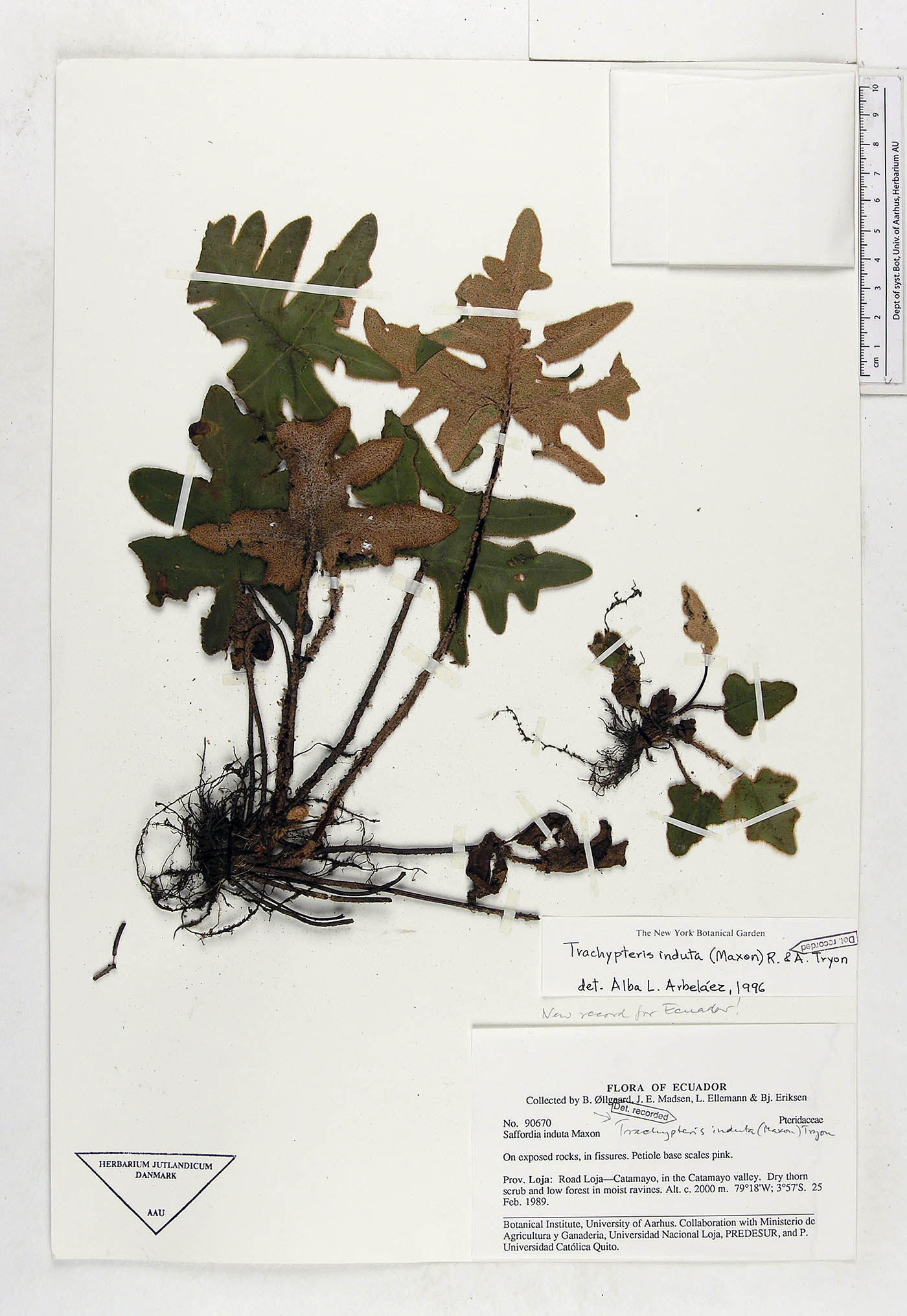 Trachypteris image