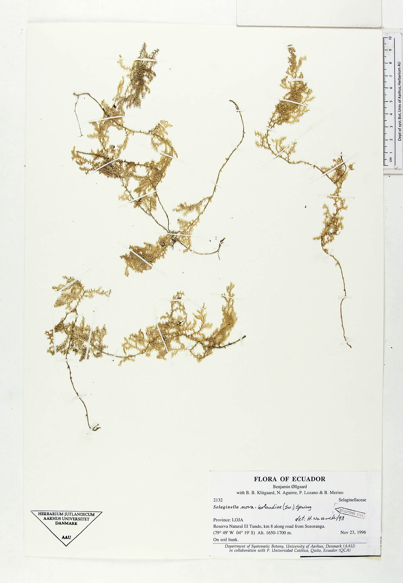 Selaginella novae-hollandiae image