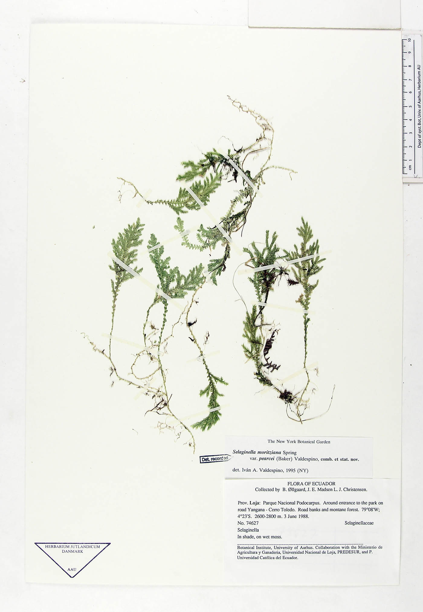 Selaginella moritziana image