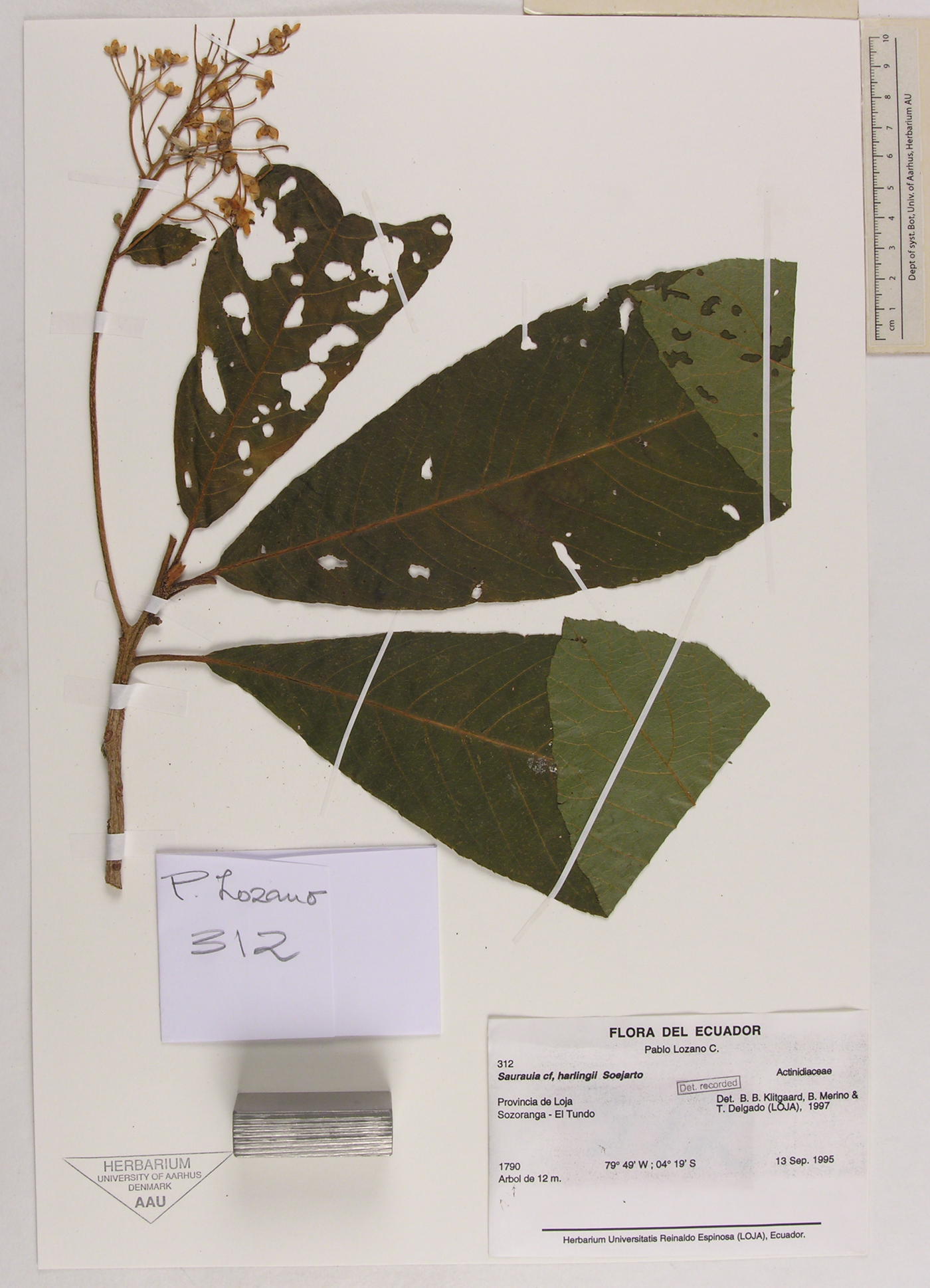 Saurauia harlingii image